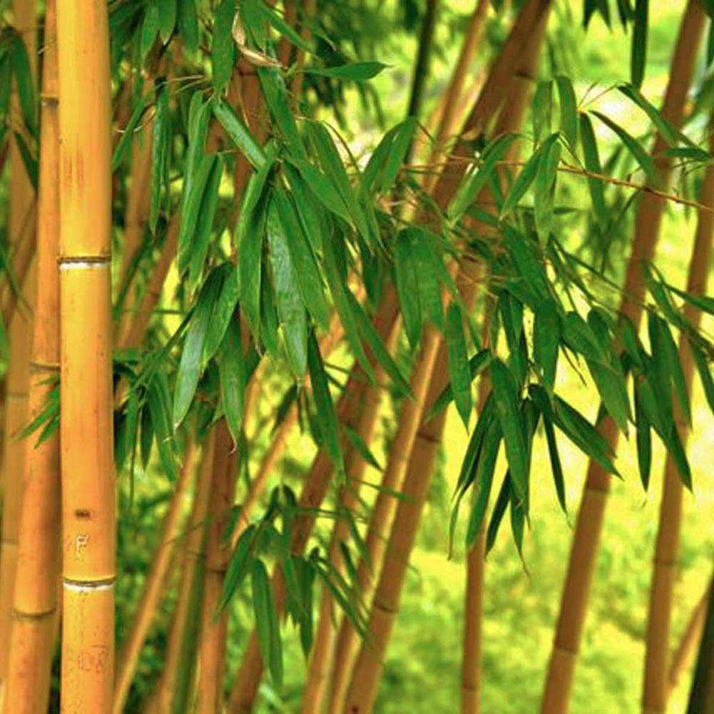 Градински златен бамбук (Phyllostachys Aurea), жълти стъбла, студоустойчив, гъст жив плет