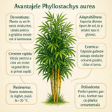 Bambus de Gradina Auriu (Phyllostachys Aurea), tulpini galbene, rezistent la frig, gard viu dens
