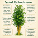 Градински златен бамбук (Phyllostachys Aurea), жълти стъбла, студоустойчив, гъст жив плет