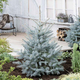 Molid Argintiu albastru (Picea Glauca) Super Blue, Brad de Craciun Perfect