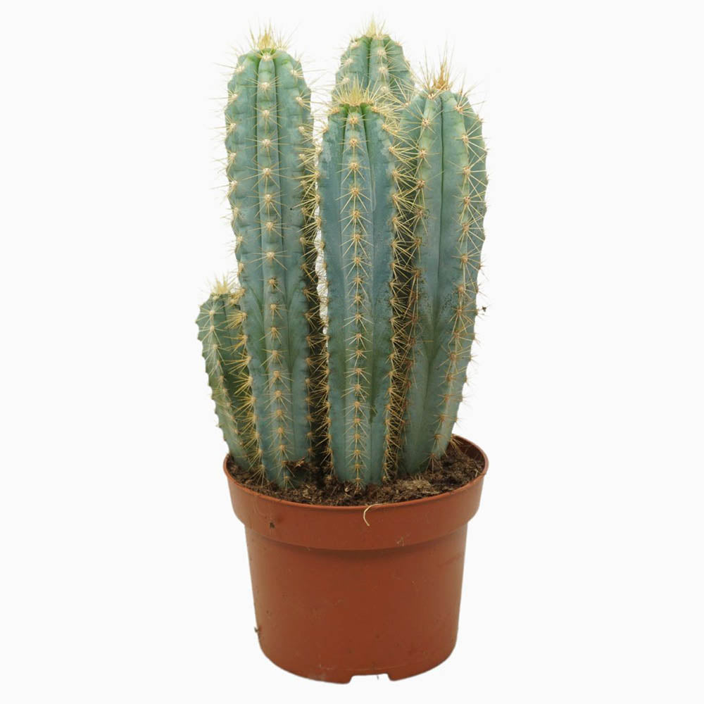 Cactus Albastru Pilosocereus Blue Torch - 30 cm