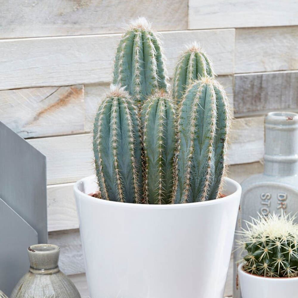 Cactus Albastru Pilosocereus Blue Torch - 30 cm