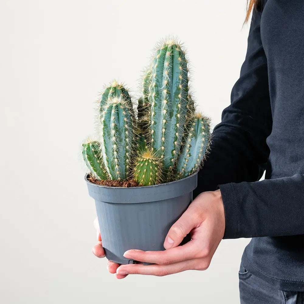 Cactus Albastru Pilosocereus Blue Torch - 30 cm