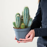 Cactus Albastru Pilosocereus Blue Torch - 30 cm