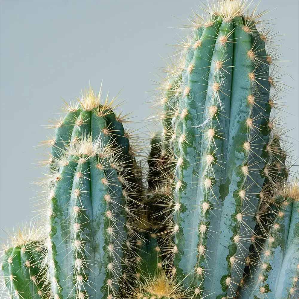 Cactus Albastru Pilosocereus Blue Torch - 30 cm