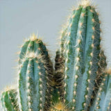 Cactus Albastru Pilosocereus Blue Torch - 30 cm