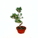 Бор бонсай Pinus pentaphylla Cloud – японски бор с облачна корона, вечнозелен