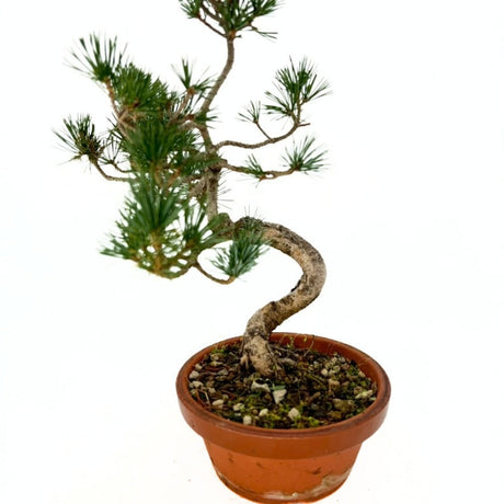 Бор бонсай Pinus pentaphylla Cloud – японски бор с облачна корона, вечнозелен