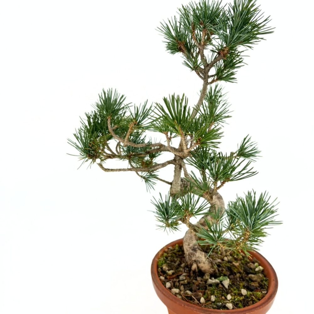 Бор бонсай Pinus pentaphylla Cloud – японски бор с облачна корона, вечнозелен