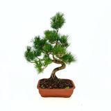 Бор бонсай Pinus pentaphylla Cloud – японски бор с облачна корона, вечнозелен