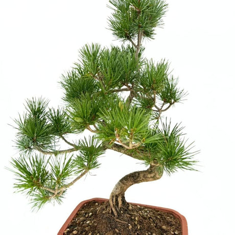 Бор бонсай Pinus pentaphylla Cloud – японски бор с облачна корона, вечнозелен