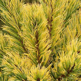 Pin Alb Japonez (Pinus Parvifolia) Goldilocks, cu ace galbene-aurii, ideal pentru bonsai