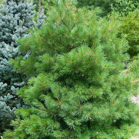 Pin Strobus Minima (Pinus Strobus Minima), cu ace verzi lungi