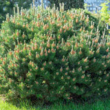 Джуджето планински бор (Pinus mugo Mughus), компактен, подходящ за алпинеуми и скални градини