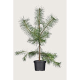 Шотландски бор (Pinus Sylvestris), умерен растеж, висока студоустойчивост