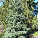 Корейски сребърен бор Pinus Korean Silveray, декоративен азиатски бор със сребристи иглички, ядливи семена, подходящ за градини и паркове