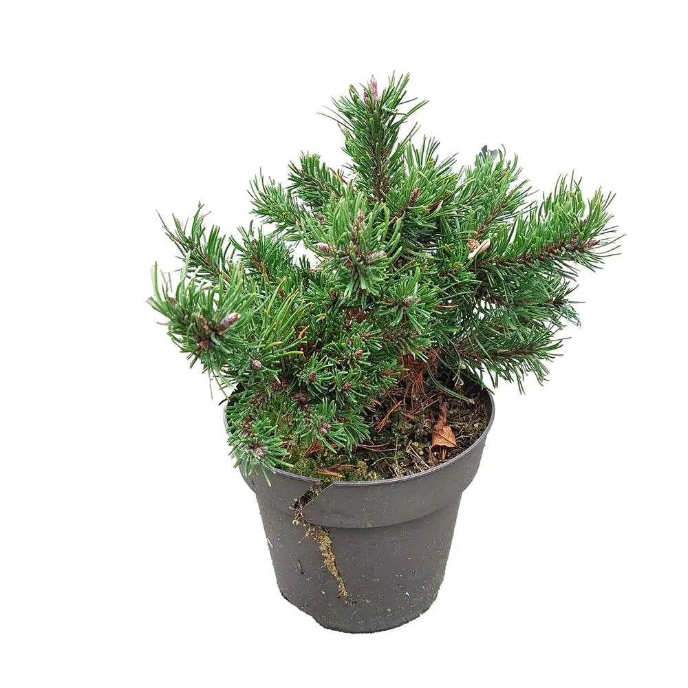 Pin Pitic de Munte (Jneapan) Mughus Klostersgruen, conifer pitic globular verde inchis