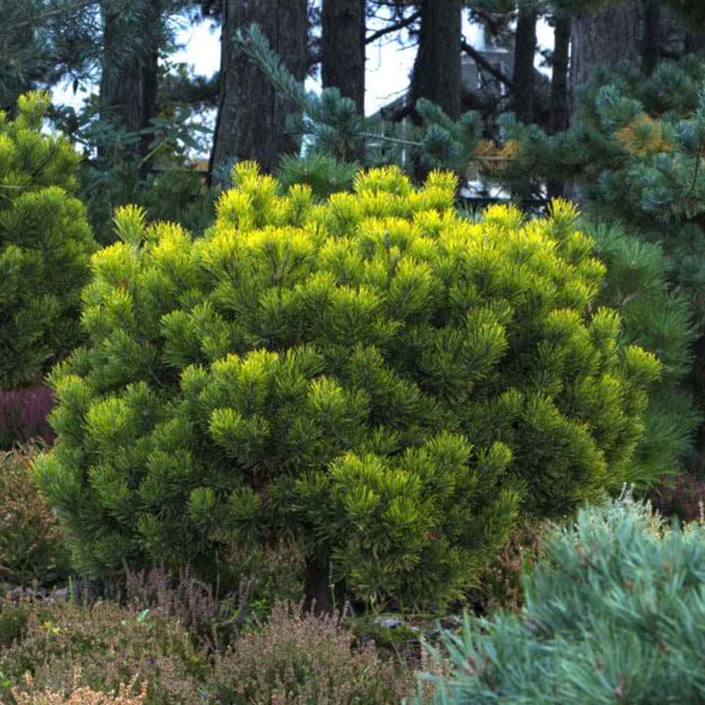 Pin Pitic de Munte (Jneapan) Mughus Klostersgruen, conifer pitic globular verde inchis