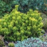 Pin Pitic de Munte (Jneapan) Mughus Klostersgruen, conifer pitic globular verde inchis