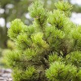 Pin Pitic de Munte (Jneapan) Mughus Klostersgruen, conifer pitic globular verde inchis
