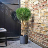 Джудже черен бор Marie Bregeon, сферична корона и тъмнозелени иглички, подходящ за саксии и малки градини