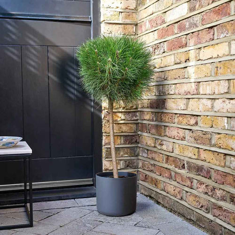 Джудже черен бор Marie Bregeon, сферична корона и тъмнозелени иглички, подходящ за саксии и малки градини