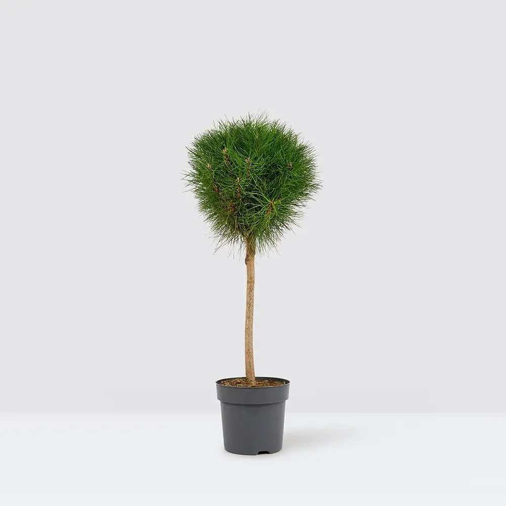 Pin Pitic Negru Marie Bregeon, coroana sferica si ace verde intens, ideal pentru ghivece si gradini mici