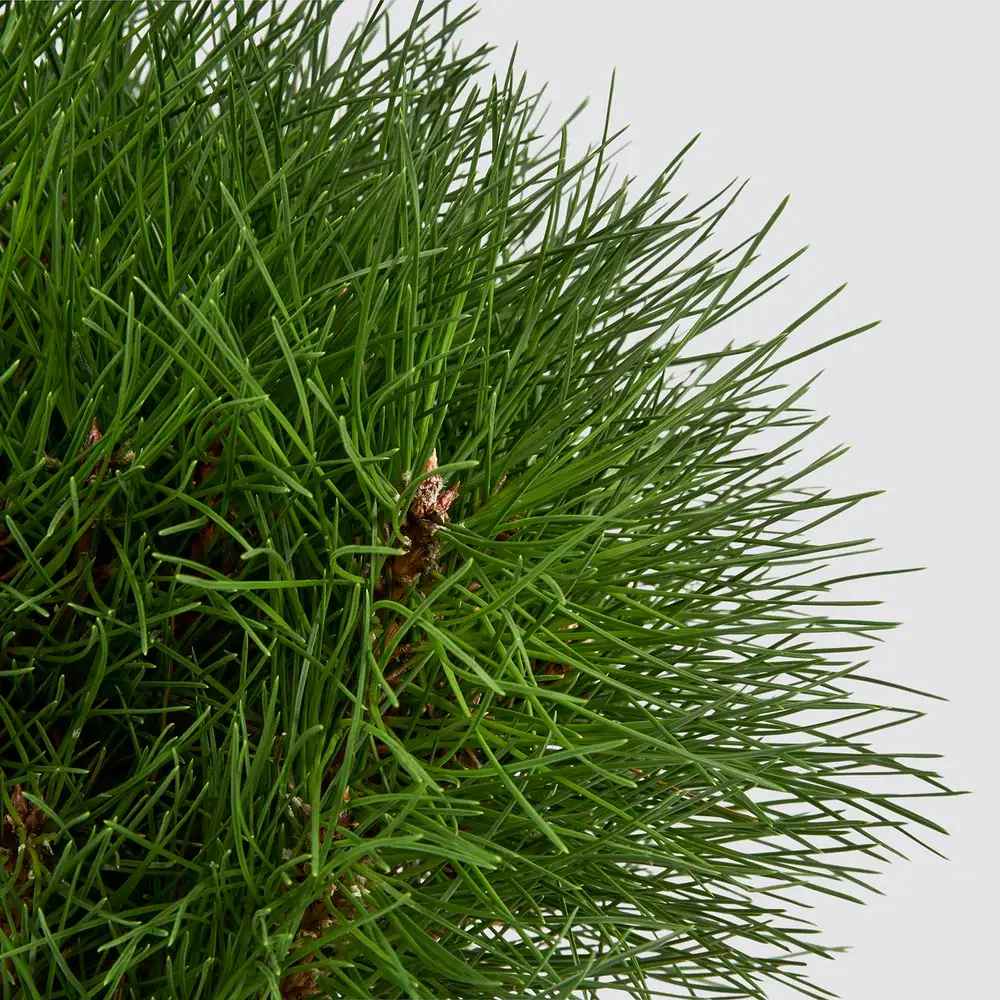 Джудже черен бор Marie Bregeon, сферична корона и тъмнозелени иглички, подходящ за саксии и малки градини