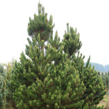 Pin Negru Oregon Green, cu ace mici dense de aparenta rotunzi