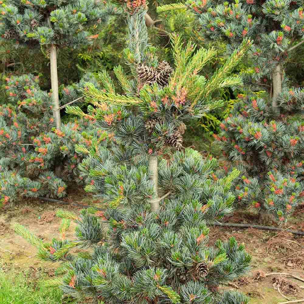 Pin Japonez Albastru (Pinus Parvifolia Glauca), cu ace albastre si forma conica