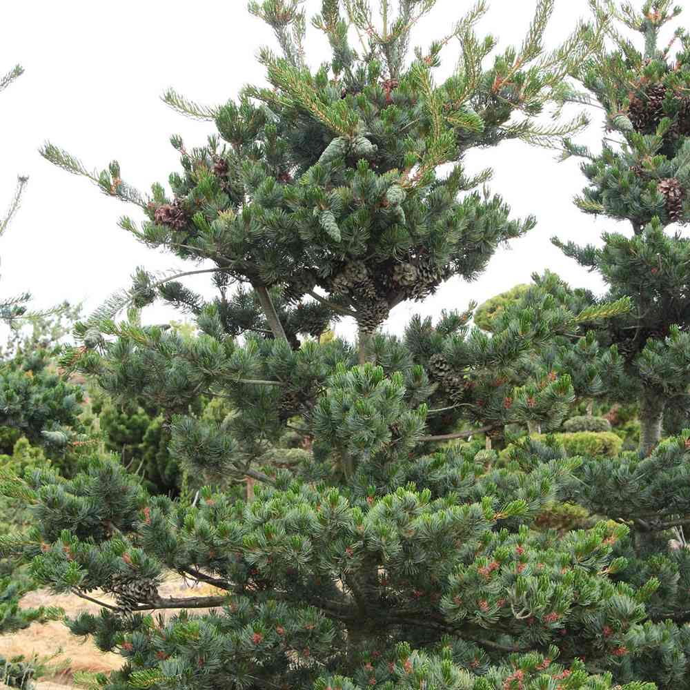 Pin Japonez Albastru (Pinus Parvifolia Glauca), cu ace albastre si forma conica