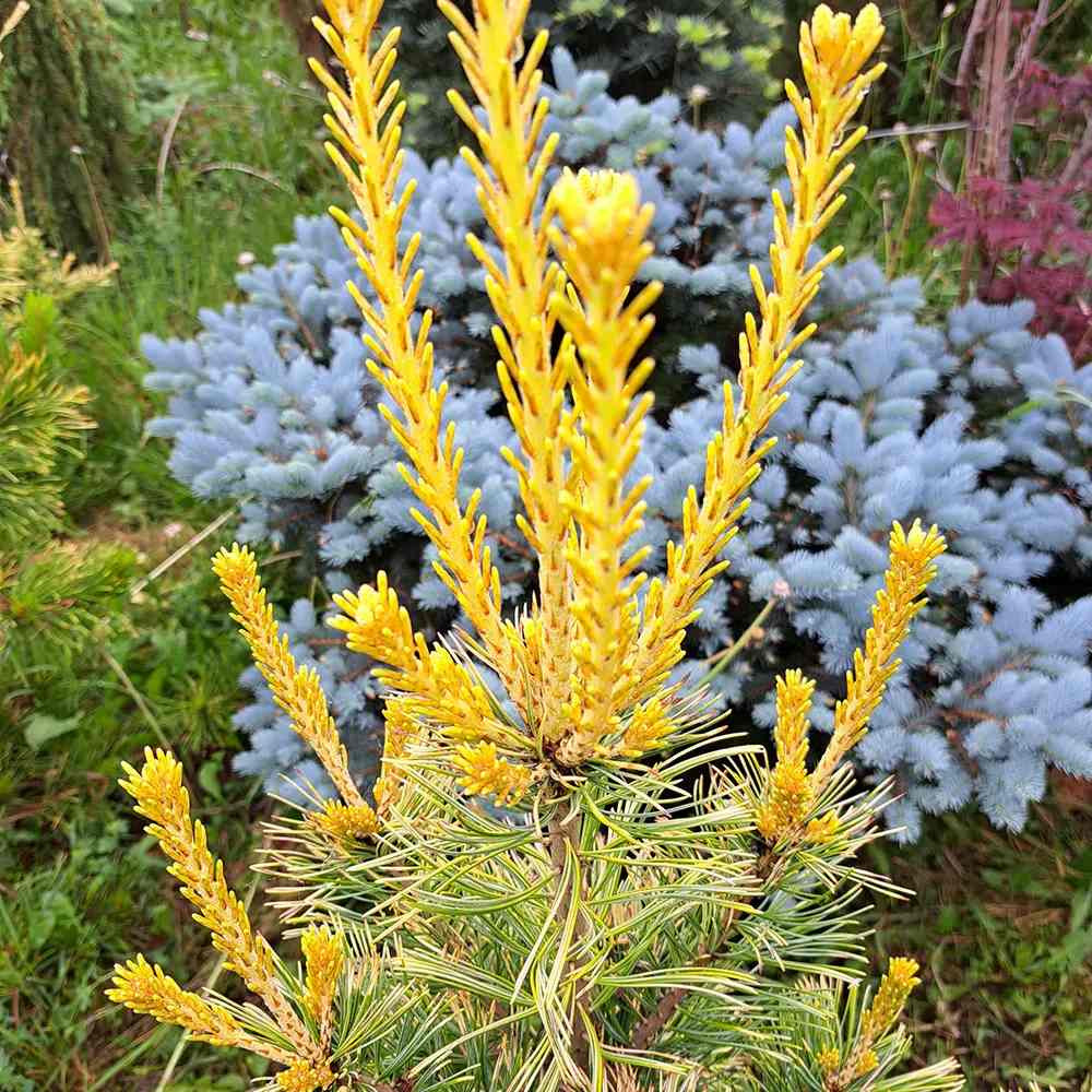 Pin Alb Japonez (Pinus Parvifolia) Goldilocks, cu ace galbene-aurii, ideal pentru bonsai