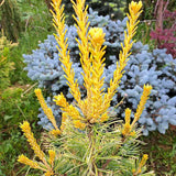 Pin Alb Japonez (Pinus Parvifolia) Goldilocks, cu ace galbene-aurii, ideal pentru bonsai