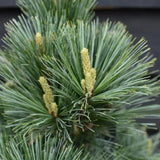 Pin Pitic Albastru flexilis Pygmaea, forma sferica, conifer decorativ rezistent frig