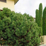Pin Nigra Pitic (Pinus Nana), conifer pitic decorativ vesnic verde rezistent la frig