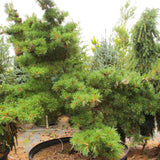 Pin alb japonez Ara-Kawa (Pinus parviflora), conifer pitic decorativ bonsai, scoarta interesanta