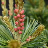 Японски бял бор Ara-Kawa (Pinus parviflora), декоративен джудже бонсай бор, с интересна кора