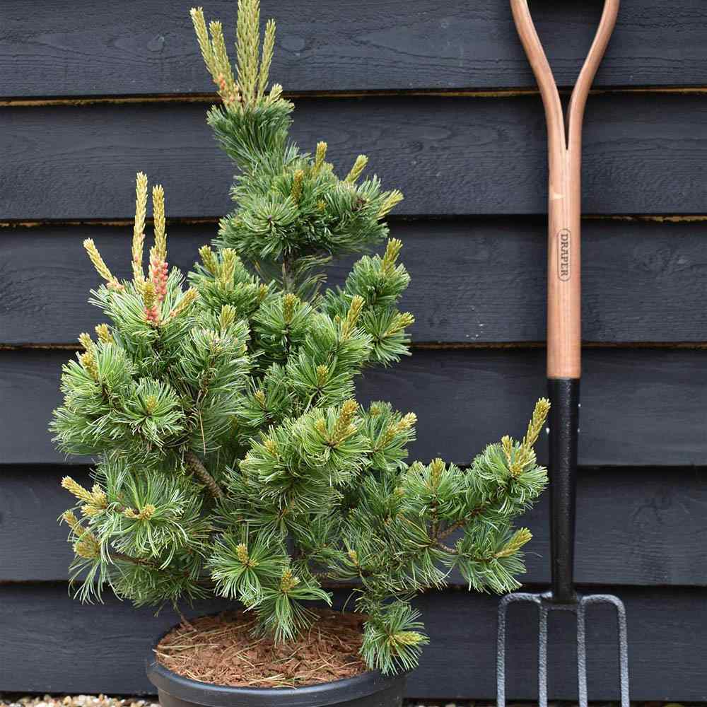 Японски бял бор Ara-Kawa (Pinus parviflora), декоративен джудже бонсай бор, с интересна кора