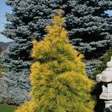 Pin Alb Louie Auriu (Pinus Strobus),, conifer decorativ auriu, crestere rapida, rezistent, soare