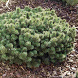 Pin Pitic de Munte elvetian Uncinata Heideperle, compact, forma globulara
