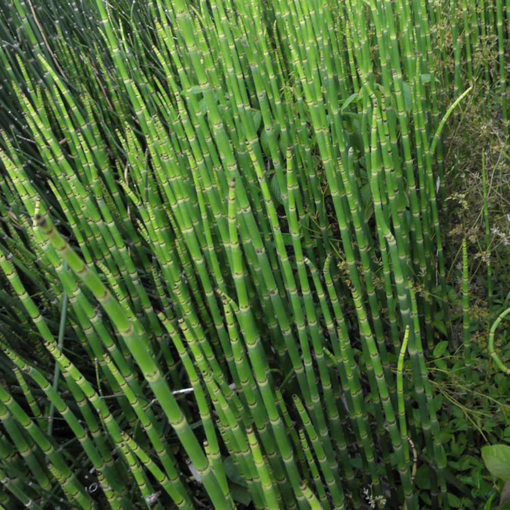 Coada Calului de Iarna, Pipirig (Equisetum Hyemale), port erect cilindric