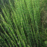 Coada Calului de Iarna, Pipirig (Equisetum Hyemale), port erect cilindric