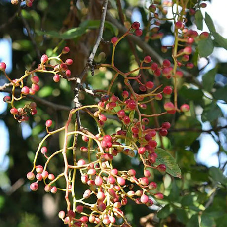 Фисташково дръвче (Pistacia Vera), женско, продуктивно, с ядливи плодове, устойчиво, подходящо за средиземноморски градини, плододава от 2-та година