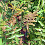 Фисташково дръвче (Pistacia Vera), женско, продуктивно, с ядливи плодове, устойчиво, подходящо за средиземноморски градини, плододава от 2-та година