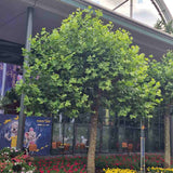 Platan Englezesc (Platanus acerifolia occidentalis), arbore ornamental de umbra, rezistent poluare, frunze mari palmate, ideal pentru aliniamente