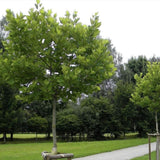 Глобуларен платан Hispanica Alphens Globe, с плътна сферична корона, идеално сенчесто дърво