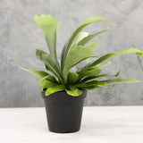 Feriga Corn de Cerb (Platycerium bifurcatum) - 50 cm