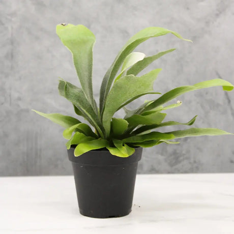 Feriga Corn de Cerb (Platycerium bifurcatum) - 50 cm