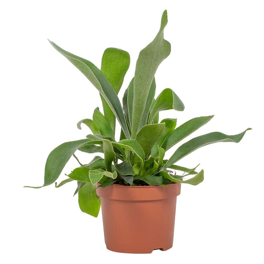 Feriga Corn de Cerb (Platycerium bifurcatum) - 50 cm