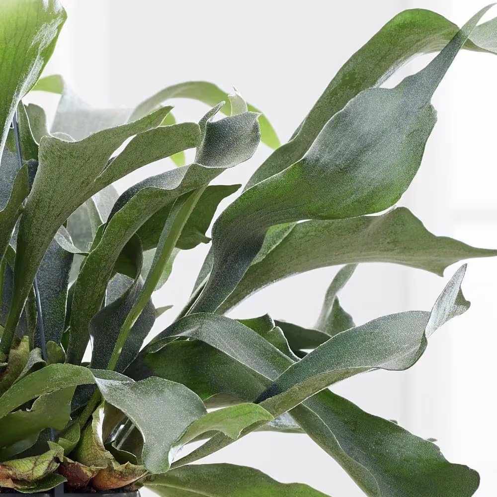 Feriga Corn de Cerb (Platycerium bifurcatum) - 50 cm